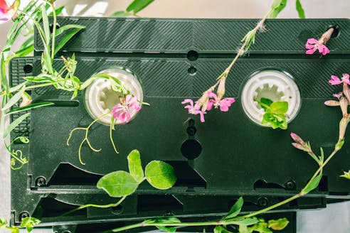 A unique blend of retro technology and nature featuring a cassette tape intertwined with vibrant green plants and flowers.